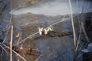 Skunk Cabbage sprouts